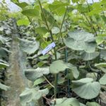 Kiwifruit Premium M33 on Bruno