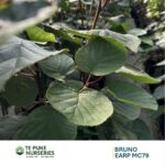 Kiwifruit EARP MC79 on Bruno Te Puke Nurseries