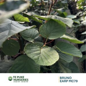 Kiwifruit EARP MC79 on Bruno Te Puke Nurseries