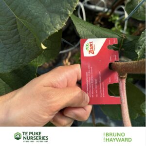 Kiwifruit Hayward on Bruno Te Puke Nurseries