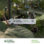 Kiwifruit Hayward on Bruno Te Puke Nurseries