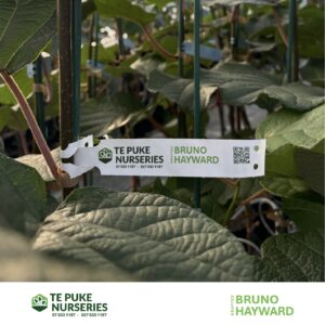 Bruno Hayward Te Puke Nurseries