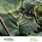 Kiwifruit Hayward on Bruno Te Puke Nurseries