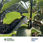 Kiwifruit M33 on Bruno Te Puke Nurseries