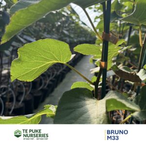 Kiwifruit M33 on Bruno Te Puke Nurseries