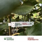 Kiwifruit Rubyred R19 on Bruno Te Puke Nurseries