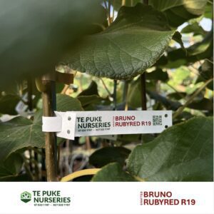 Kiwifruit Rubyred R19 on Bruno Te Puke Nurseries