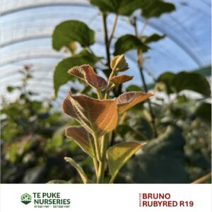Kiwifruit RubyRed R19 on Bruno Te Puke Nurseries