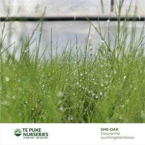 She-oak Casuarina cunninghamiana Te Puke Nurseries