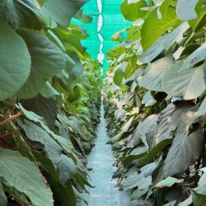 One-year-old G3 on Bruno - Standard