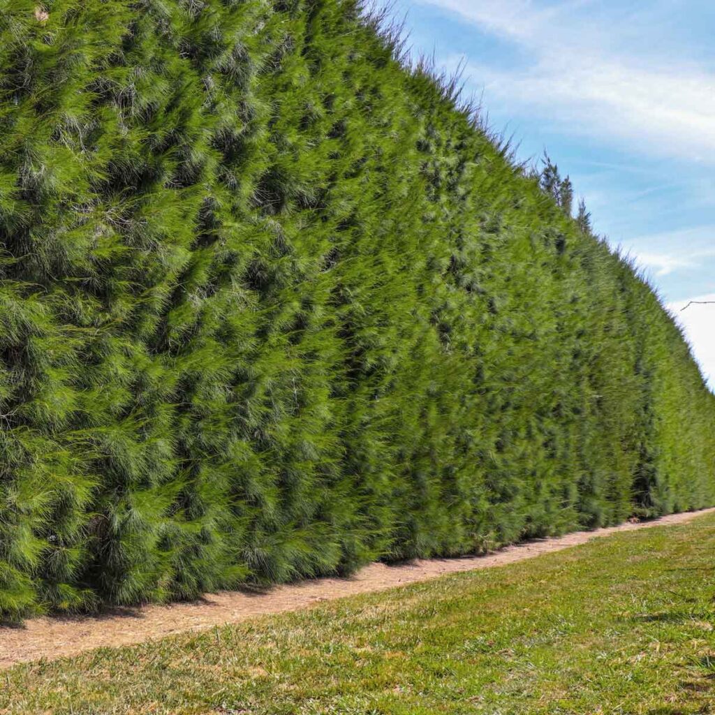 Casuarina Cunninghamiana - one-year-old - Price Including GST | Te Puke ...