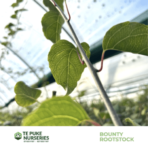 Bounty Rootstock Te Puke Nurseries