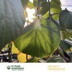 Kiwifruit SunGold G3 on Bounty Te Puke Nurseries
