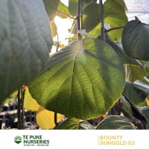 Kiwifruit SunGold G3 on Bounty Te Puke Nurseries