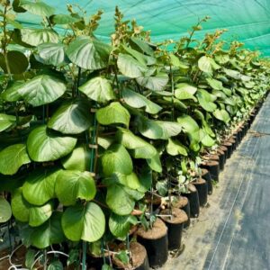 One-year-old G3 on Bounty