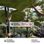 Kiwifruit Chieftain on Bruno Te Puke Nurseries