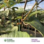 Kiwifruit Chieftain on Bruno Te Puke Nurseries