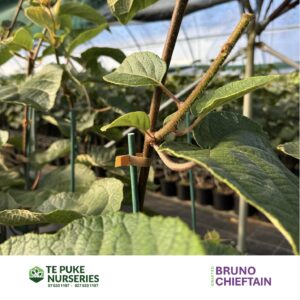 Kiwifruit Chieftain on Bruno Te Puke Nurseries