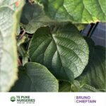 Kiwifruit Chieftain on Bruno Te Puke Nurseries