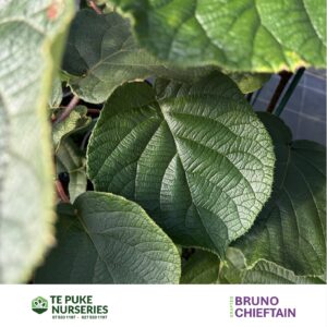 Kiwifruit Chieftain on Bruno Te Puke Nurseries