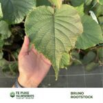 Bruno Rootstock Te Puke Nurseries