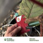 Bruno Rootstock Te Puke Nurseries
