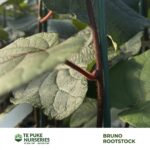 Bruno Rootstock Te Puke Nurseries