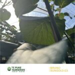 Kiwifruit SunGold G3 on Bruno Te Puke Nurseries