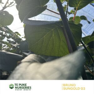 Kiwifruit SunGold G3 on Bruno Te Puke Nurseries