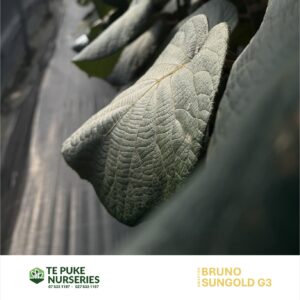 Kiwifruit SunGold G3 on Bruno Te Puke Nurseries
