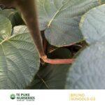 Kiwifruit SunGold G3 on Bruno Te Puke Nurseries
