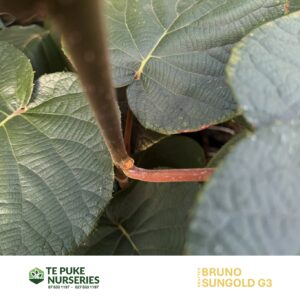 Kiwifruit SunGold G3 on Bruno Te Puke Nurseries