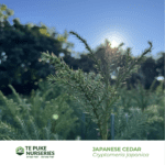 Japanese Cedar Cryptomeria japonica Te Puke Nurseries