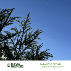 Japanese Cedar Cryptomeria japonica Te Puke Nurseries