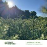 Japanese Cedar Cryptomeria japonica Te Puke Nurseries
