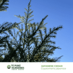 Japanese Cedar Cryptomeria japonica Te Puke Nurseries