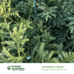 Japanese Cedar Cryptomeria japonica Te Puke Nurseries