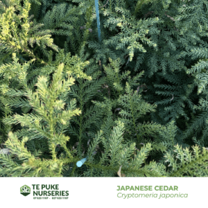 Japanese Cedar Cryptomeria japonica Te Puke Nurseries