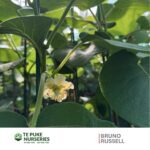 Kiwifruit Russell on Bruno Te Puke Nurseries