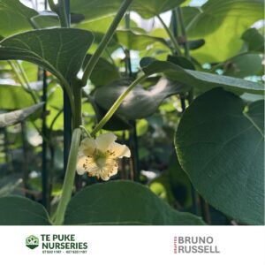 Bruno Russell Te Puke Nurseries