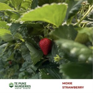 Strawberry Moxie Te Puke Nurseries