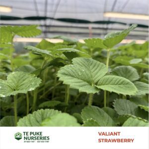 Strawberry Valiant Te Puke Nurseries