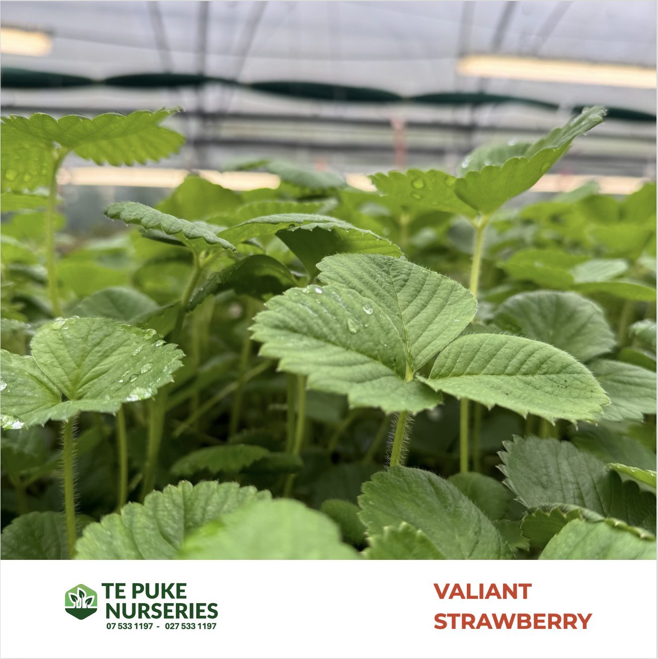 Strawberry Valiant Te Puke Nurseries