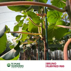 RubyRed R80 on Bruno