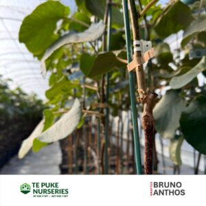 Bruno Anthos 26 Kiwifruit