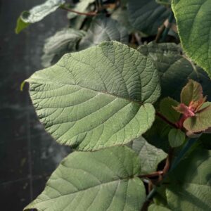 Bruno & Bounty Rootstock